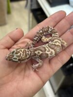 レオパ（エクリプスマックスノーアルビノ）販売情報｜東京都のピュア☆アニマルの画像3