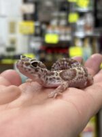 レオパ（エクリプスマックスノーアルビノ）販売情報｜東京都のピュア☆アニマルの画像4