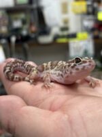 レオパ（エクリプスマックスノーアルビノ）販売情報｜東京都のピュア☆アニマルの画像5