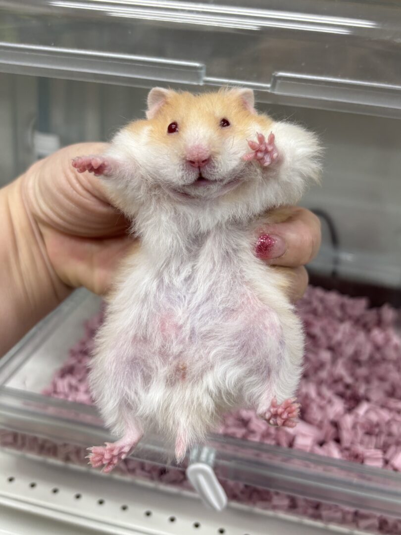 レックス（Rex）｜縮れ毛ロングヘア・希少シリアン【ピュア☆アニマル】のメイン画像