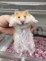 レックス（Rex）｜縮れ毛ロングヘア・希少シリアン【ピュア☆アニマル】の画像1