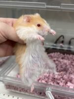 レックス（Rex）｜縮れ毛ロングヘア・希少シリアン【ピュア☆アニマル】の画像2