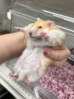 レックス（Rex）｜縮れ毛ロングヘア・希少シリアン【ピュア☆アニマル】の画像3