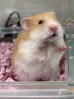 レックス（Rex）｜縮れ毛ロングヘア・希少シリアン【ピュア☆アニマル】の画像4