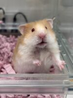 レックス（Rex）｜縮れ毛ロングヘア・希少シリアン【ピュア☆アニマル】の画像5