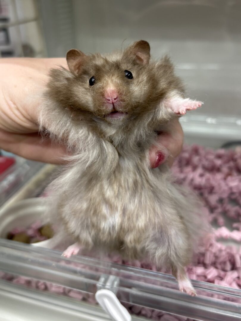 レックス（Rex）｜縮れ毛ロングヘア・希少シリアン【ピュア☆アニマル】のメイン画像