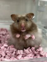 レックス（Rex）｜縮れ毛ロングヘア・希少シリアン【ピュア☆アニマル】の画像1