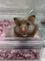 レックス（Rex）｜縮れ毛ロングヘア・希少シリアン【ピュア☆アニマル】の画像2