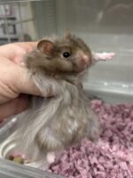 レックス（Rex）｜縮れ毛ロングヘア・希少シリアン【ピュア☆アニマル】の画像3