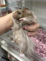 レックス（Rex）｜縮れ毛ロングヘア・希少シリアン【ピュア☆アニマル】の画像4