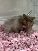 レックス（Rex）｜縮れ毛ロングヘア・希少シリアン【ピュア☆アニマル】の画像5