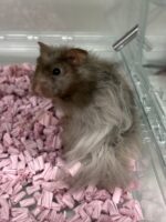 レックス（Rex）｜縮れ毛ロングヘア・希少シリアン【ピュア☆アニマル】の画像6