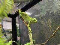 セネガルカメレオン（FH）ベビー｜発色良好・在庫2匹｜ピュア☆アニマルの画像2