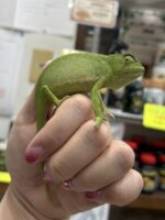 セネガルカメレオン（FH）ベビー｜発色良好・在庫2匹｜ピュア☆アニマルの画像1