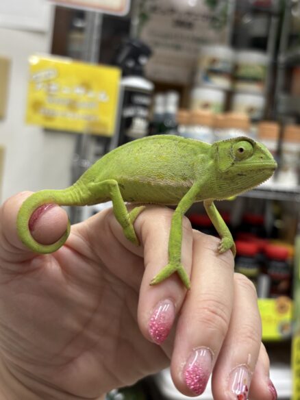 セネガルカメレオン（FH）ベビー｜発色良好・在庫2匹｜ピュア☆アニマルのメイン画像