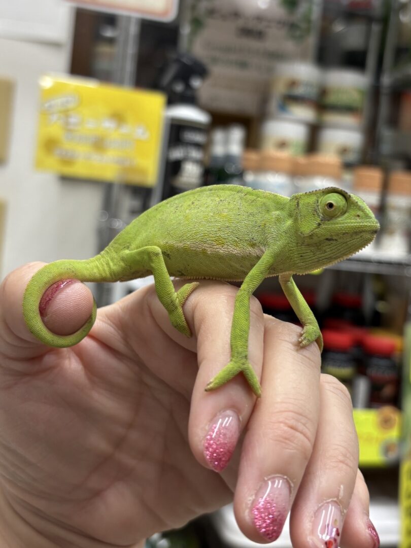 セネガルカメレオン（FH）ベビー｜発色良好・在庫2匹｜ピュア☆アニマルのメイン画像