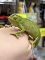 セネガルカメレオン（FH）ベビー｜発色良好・在庫2匹｜ピュア☆アニマルの画像3