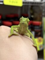 セネガルカメレオン（FH）ベビー｜発色良好・在庫2匹｜ピュア☆アニマルの画像4