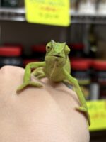 セネガルカメレオン（FH）ベビー｜発色良好・在庫2匹｜ピュア☆アニマルの画像5