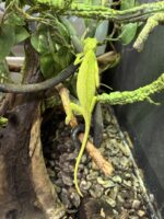 セネガルカメレオン（FH）ベビー｜発色良好・在庫2匹｜ピュア☆アニマルの画像6