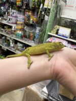セネガルカメレオン（FH）ベビー｜発色良好・在庫2匹｜ピュア☆アニマルの画像7