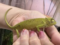 セネガルカメレオン（FH）ベビー｜発色良好・在庫2匹｜ピュア☆アニマルの画像8