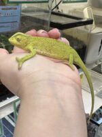 セネガルカメレオン（FH）ベビー｜発色良好・在庫2匹｜ピュア☆アニマルの画像9