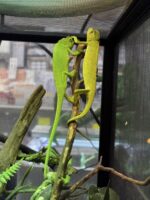 セネガルカメレオン（FH）ベビー｜発色良好・在庫2匹｜ピュア☆アニマルの画像10