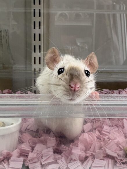 ダンボラットのメイン画像