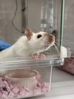 ダンボラットの画像1