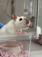 ダンボラットの画像2