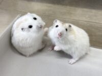 初心者にも飼いやすい ジャンガリアンハムスター ベビー（イエロープディング）｜ピュア☆アニマルの画像2