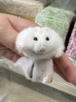 初心者にも飼いやすい ジャンガリアンハムスター ベビー（イエロープディング）｜ピュア☆アニマルの画像3