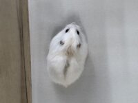 初心者にも飼いやすい ジャンガリアンハムスター ベビー（イエロープディング）｜ピュア☆アニマルの画像4