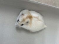 初心者にも飼いやすい ジャンガリアンハムスター ベビー（イエロープディング）｜ピュア☆アニマルの画像5