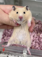 キンクマハムスター ベビー（2025年12月生まれ）｜国産シリアンの画像5