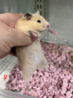 キンクマハムスター ベビー（2025年12月生まれ）｜国産シリアンの画像7
