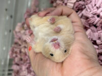 キンクマハムスター ベビー（2025年12月生まれ）｜国産シリアンの画像9