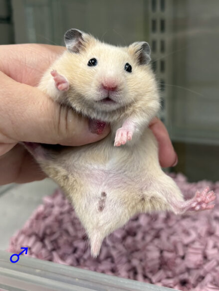 キンクマハムスター ベビー（2025年12月生まれ）｜国産シリアンのメイン画像