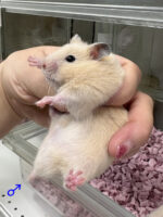 キンクマハムスター ベビー（2025年12月生まれ）｜国産シリアンの画像1