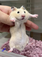 キンクマハムスター ベビー（2025年12月生まれ）｜国産シリアンの画像2