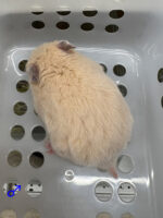 キンクマハムスター ベビー（2025年12月生まれ）｜国産シリアンの画像4