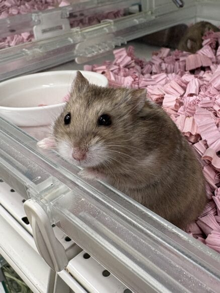 キャンベルハムスター ベビー♂ チョコレート｜国産・2025年12月生｜ピュア☆アニマルのメイン画像