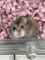 キャンベルハムスター ベビー♂ チョコレート｜国産・2025年12月生｜ピュア☆アニマルの画像1