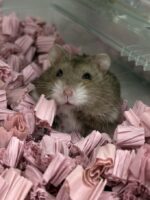 キャンベルハムスター ベビー♂ チョコレート｜国産・2025年12月生｜ピュア☆アニマルの画像2