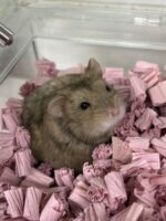 キャンベルハムスター ベビー♂ チョコレート｜国産・2025年12月生｜ピュア☆アニマルの画像4