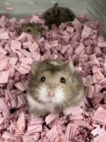 キャンベルハムスター ベビー♂ チョコレート｜国産・2025年12月生｜ピュア☆アニマルの画像5