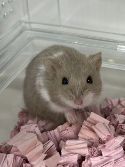 キャンベルハムスター ベビー♂ ライラック｜国産・2025年11月生｜ピュア☆アニマルのメイン画像