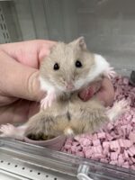 キャンベルハムスター ベビー♂ ライラック｜国産・2025年11月生｜ピュア☆アニマルの画像2