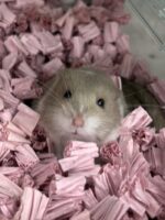 キャンベルハムスター ベビー♂ ライラック｜国産・2025年11月生｜ピュア☆アニマルの画像3